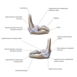 Elbow joint (Latin)