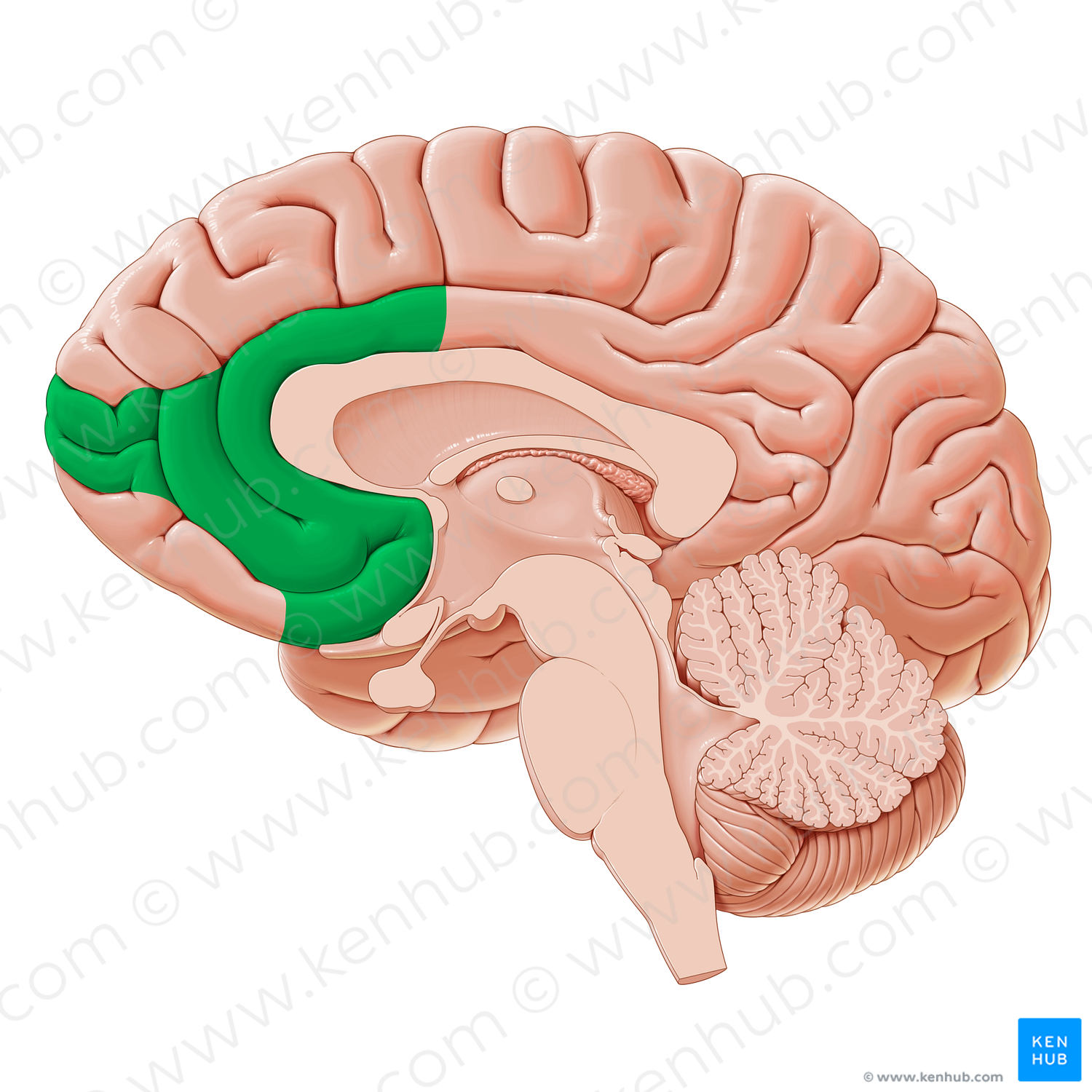 Ventromedial prefrontal cortex (#20338)