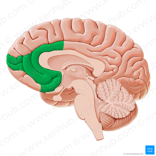 Ventromedial prefrontal cortex (#20338)