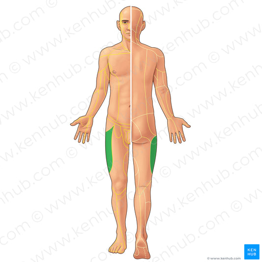 Lateral femoral cutaneous nerve (#21881)