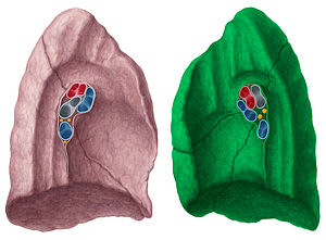 Right lung (#8399)