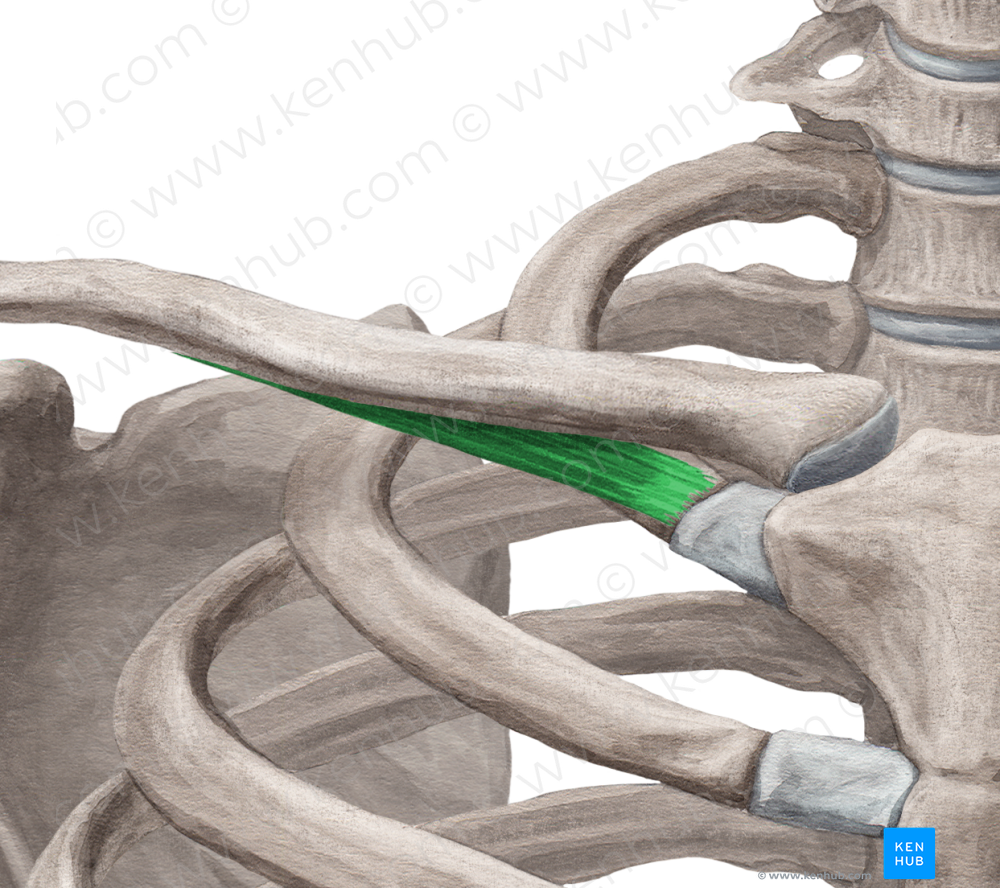 Subclavius muscle (#6039)