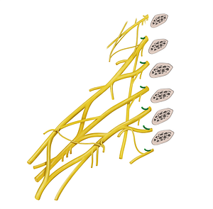 Posterior rami of spinal nerves C5-T2 (#20581)