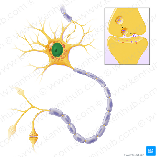 Nucleus of neuron (#14026)
