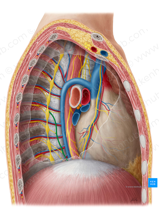 Greater thoracic splanchnic nerve (#6764)