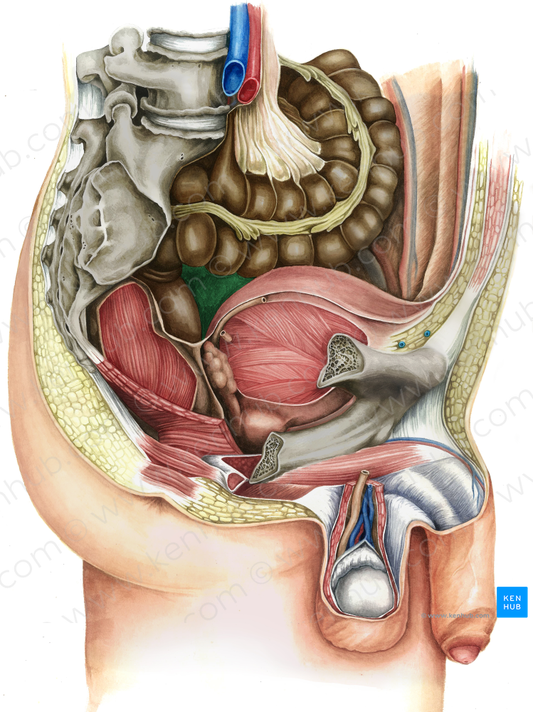 Rectovesical pouch (#3426)