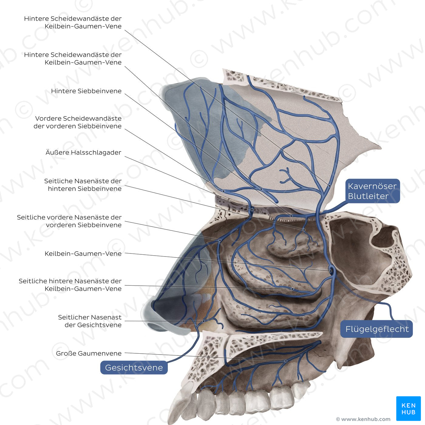 Veins of the nasal cavity (German)