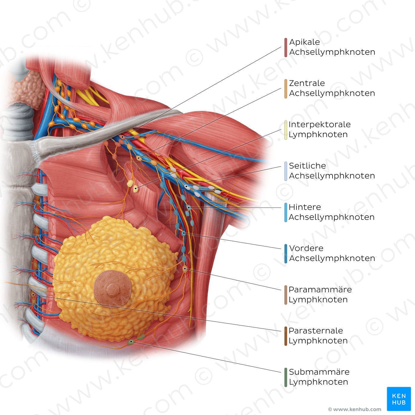 Lymphatics of the female breast (German)