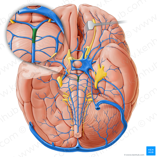 Pontomesencephalic vein (#18255)