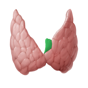 Pyramidal lobe of thyroid gland (#14113)