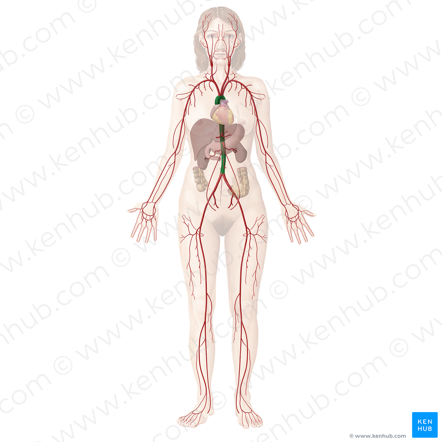 Aorta (#11594)