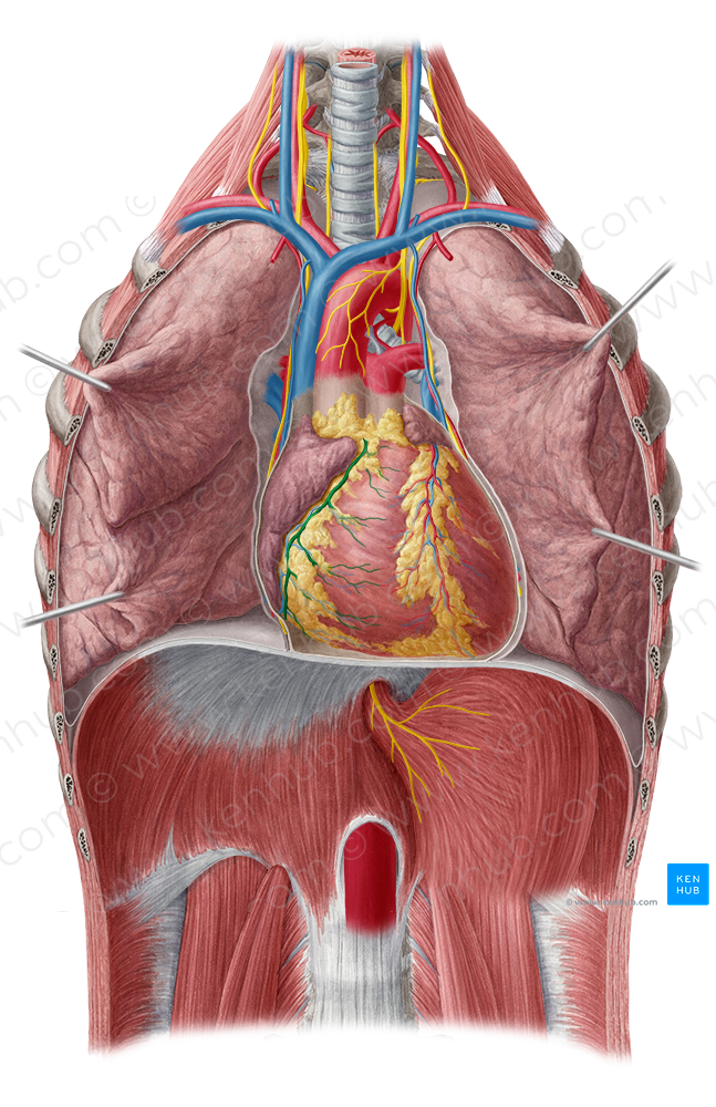 Right coronary artery (#1088)