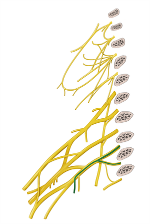 Medial antebrachial cutaneous nerve (#6363)