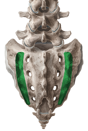 Lateral sacral crest (#3126)