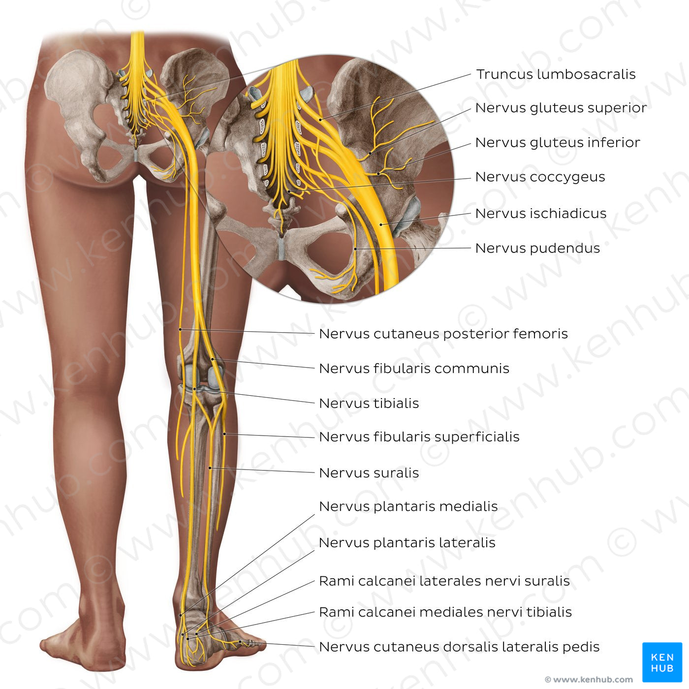 Sciatic nerve and its branches (Latin)