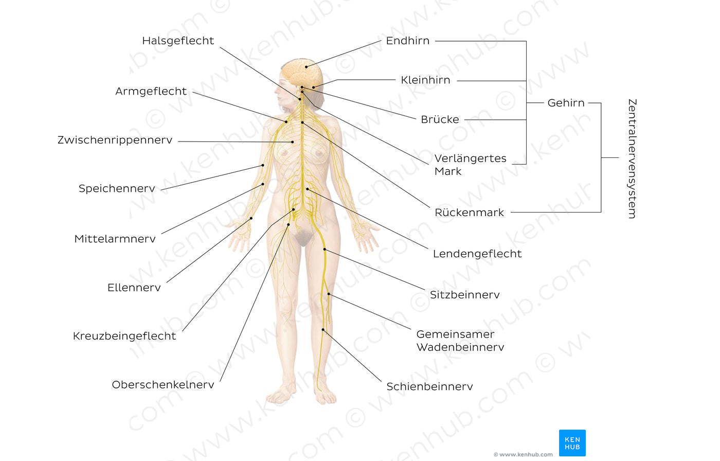 Nervous system (German)