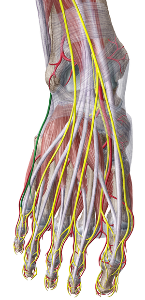 Lateral dorsal cutaneous nerve of foot (#6374)