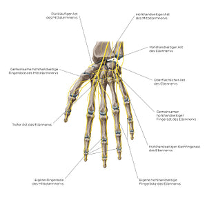 Nerves of the hand: Palmar view (German)