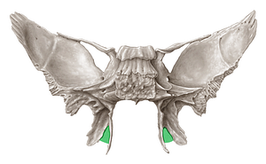 Pterygoid notch of sphenoid bone (#3682)