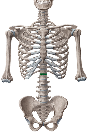 Intervertebral discs T12-L1 (#3278)