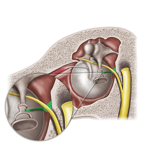 Stapedius muscle (#19200)