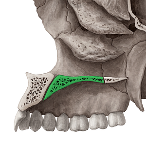 Palatine process of maxilla (#8232)
