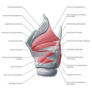 Muscles of the larynx: lateral view (Latin)