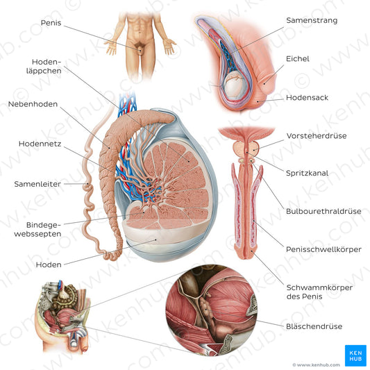 Male reproductive system (German)