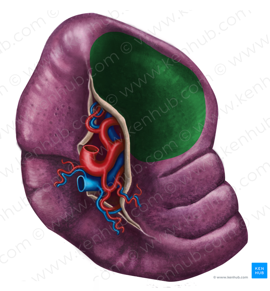 Gastric impression of spleen (#3497) – Kenhub Image License Store