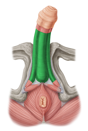 Deep fascia of penis (#3572)
