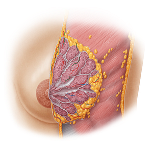 Lateral thoracic vein (#19633)