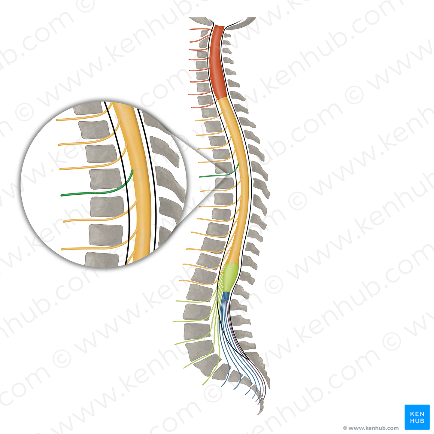 Spinal nerve T5 (#16151)