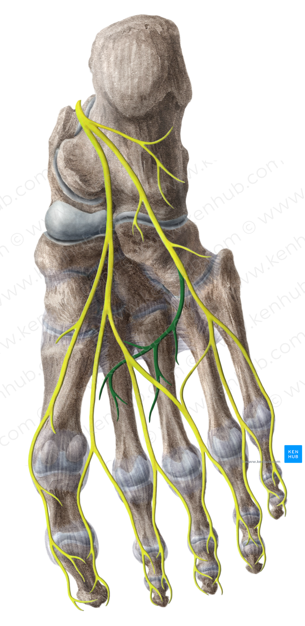 Deep branch of lateral plantar nerve (#8786)