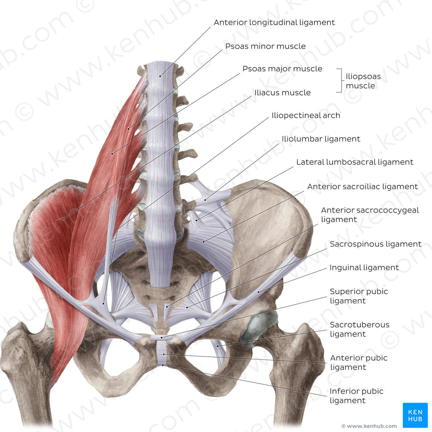 Ligaments of the pelvis (Anterior view) (English)