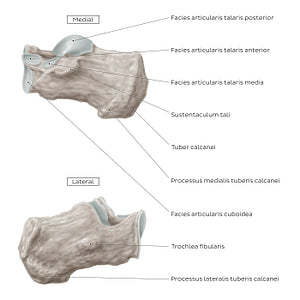 Calcaneus (Medial and lateral view) (Latin)