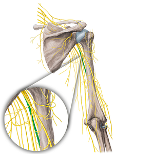 Median nerve (#21767)