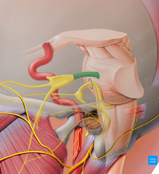 Trigeminal nerve (#6836)