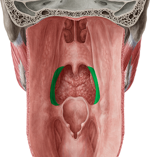 Palatopharyngeal arch (#841)