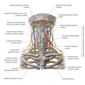 Lymphatics of the head and neck (Anterior) (English)