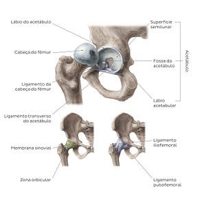 Hip joint (Portuguese)