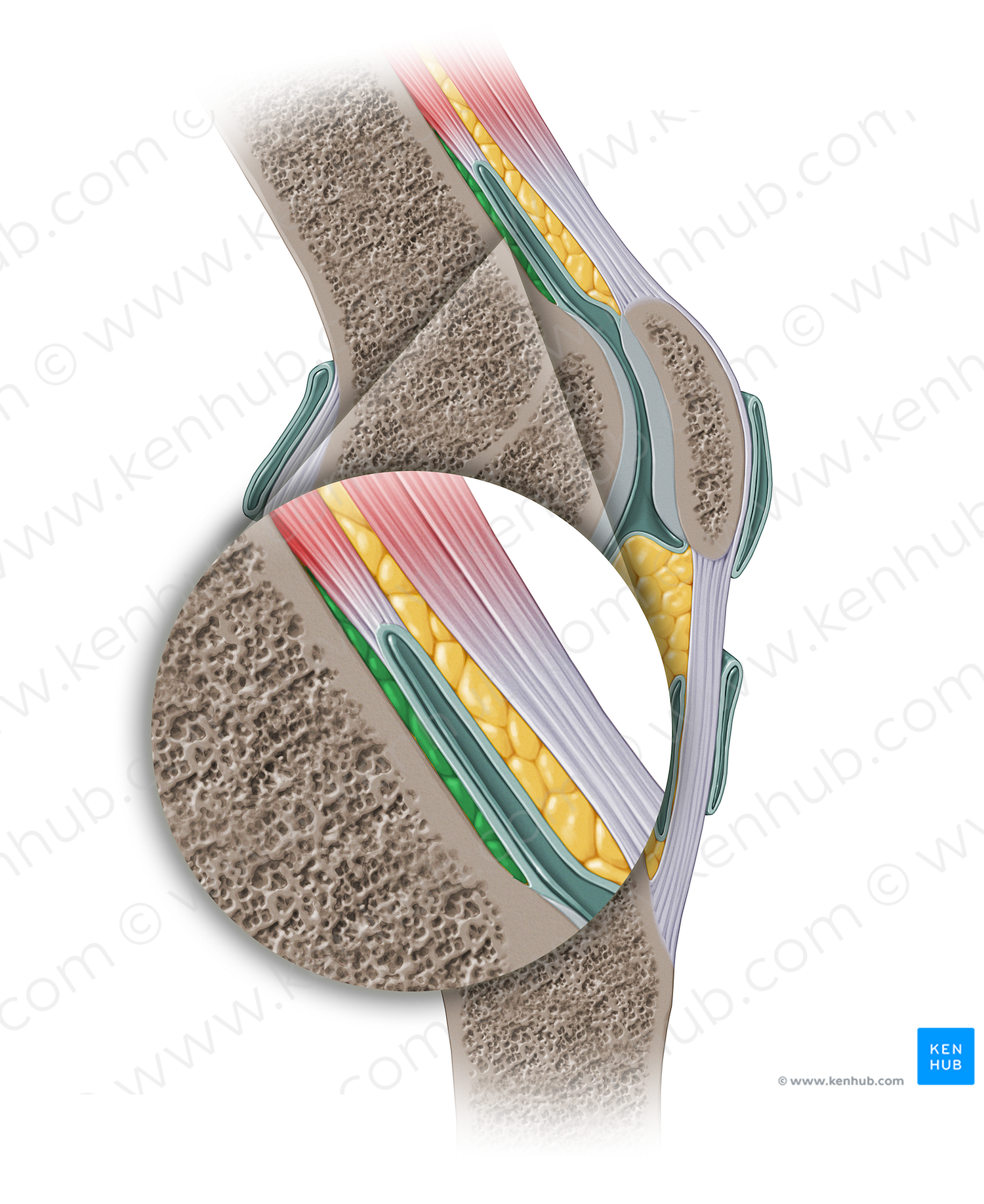 Posterior suprapatellar (prefemoral) fat pad (#13906)