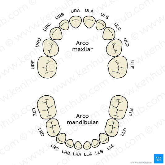 Alphanumeric Notation (deciduous teeth) (Spanish)