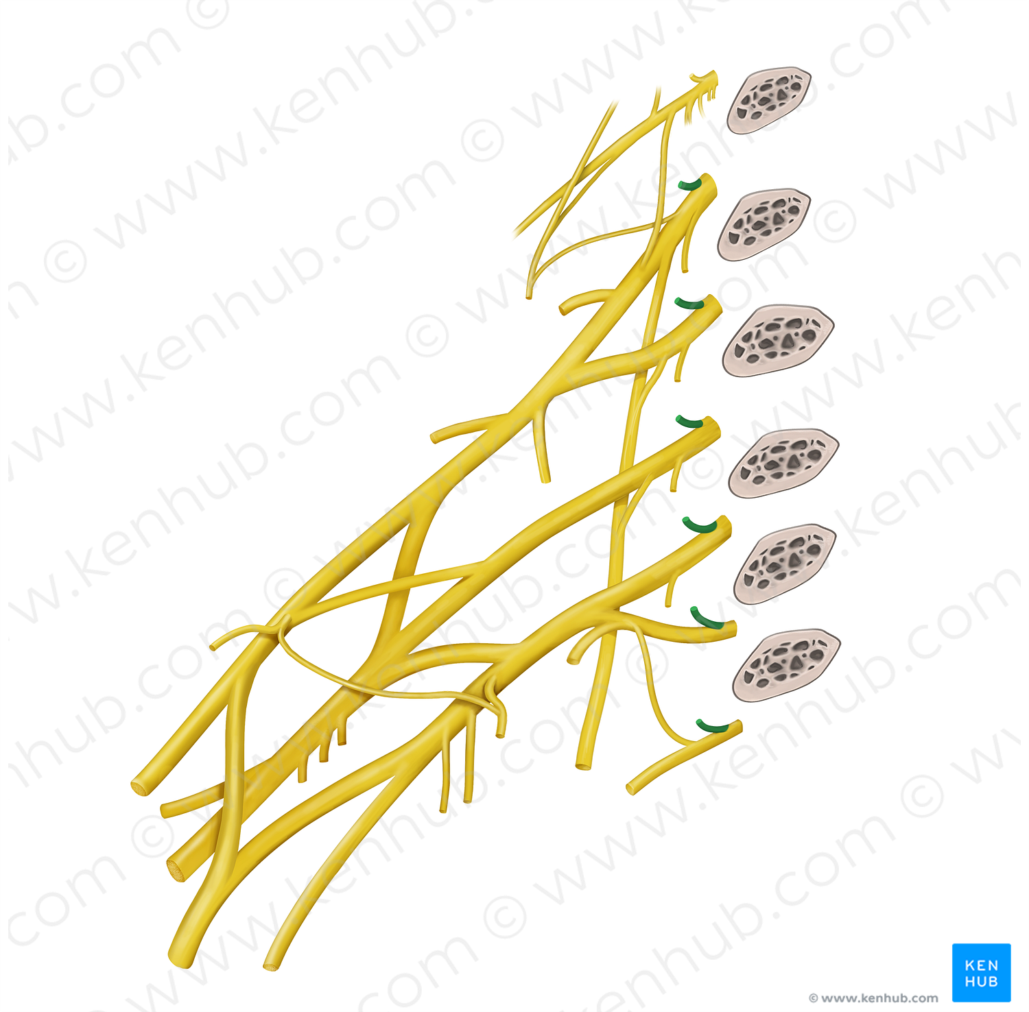 Posterior rami of spinal nerves C5-T2 (#20581)