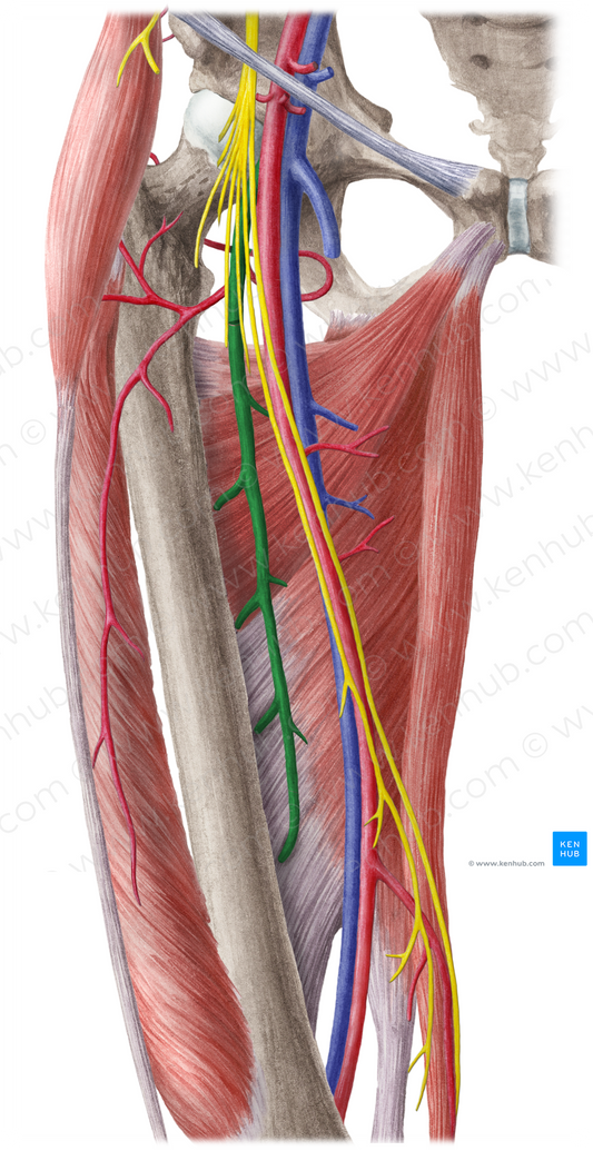 Deep femoral artery (#1654)