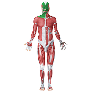 Muscles of facial expression (#20088)