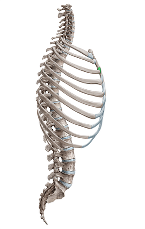 Costal cartilage of 3rd rib (#18154)