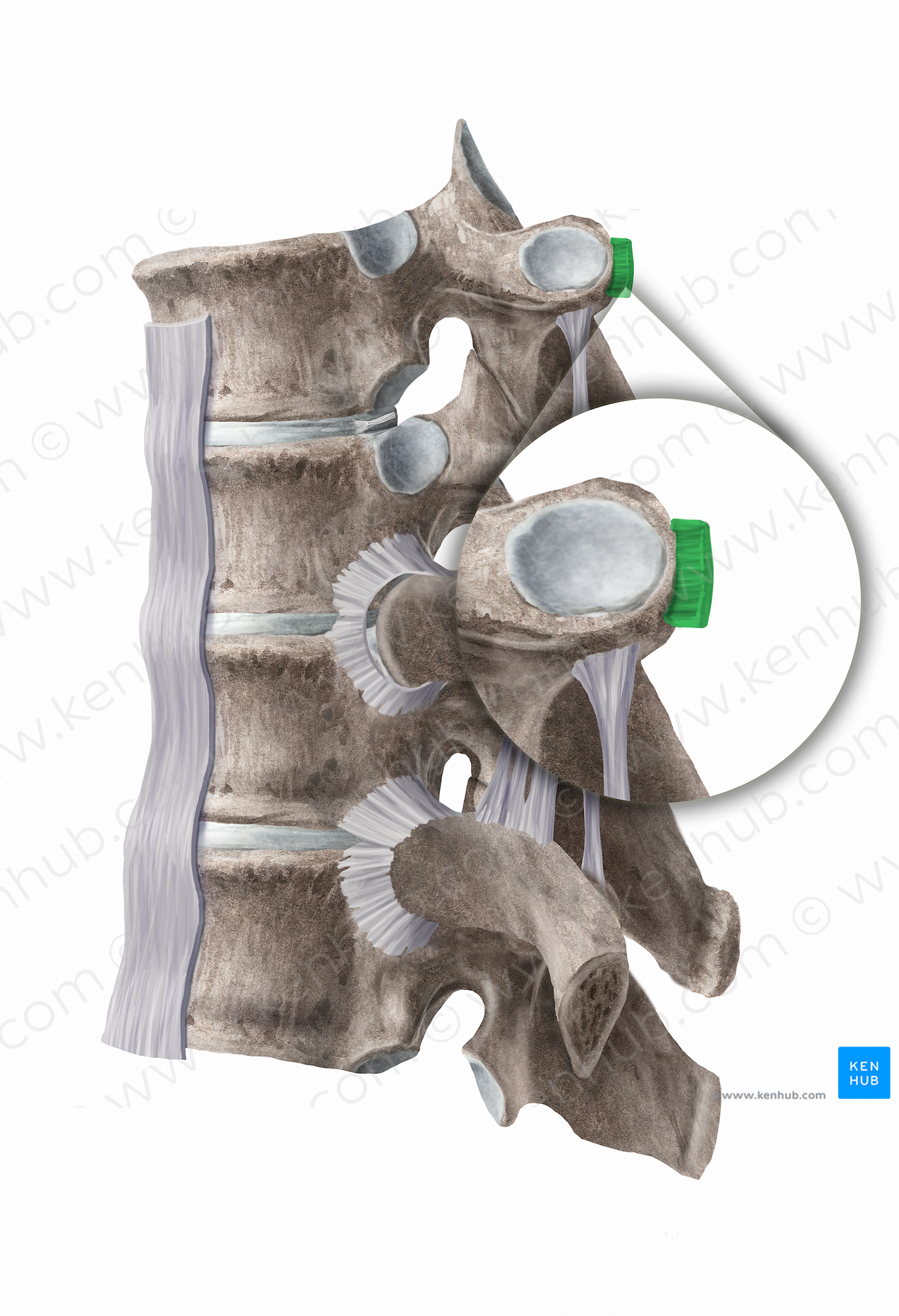 Lateral costotransverse ligament (#11269)