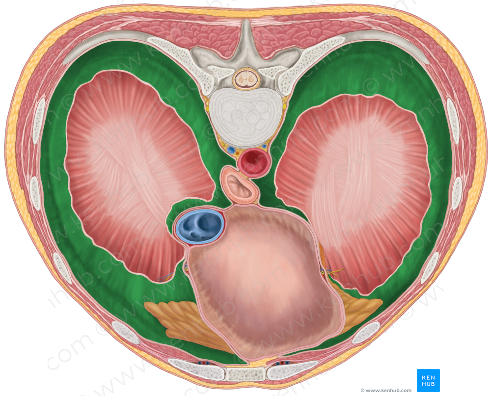 Diaphragmatic part of parietal pleura (#7706)