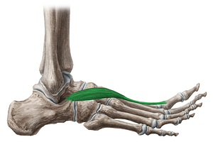 Extensor hallucis brevis muscle (#5333)