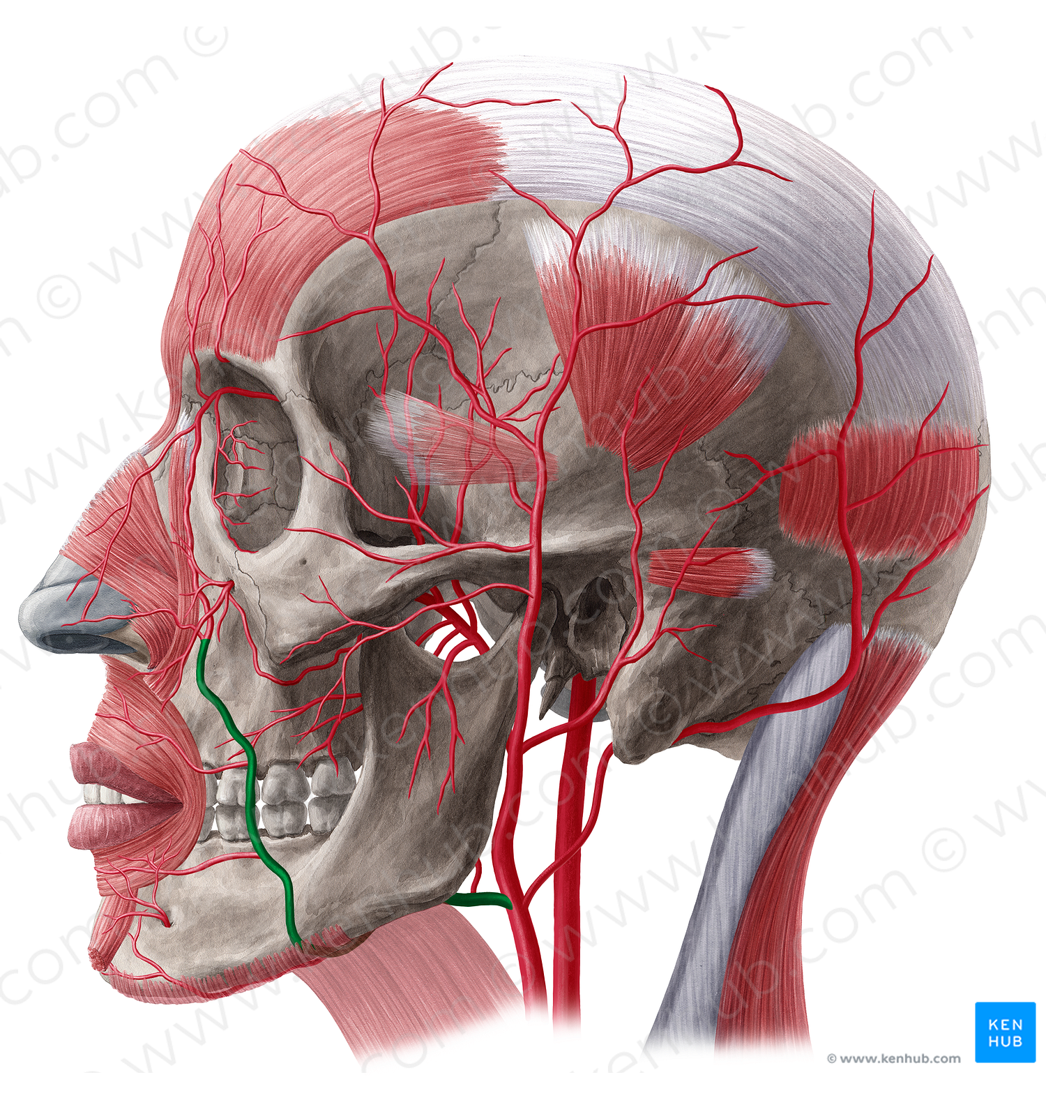 Facial artery (#1238)